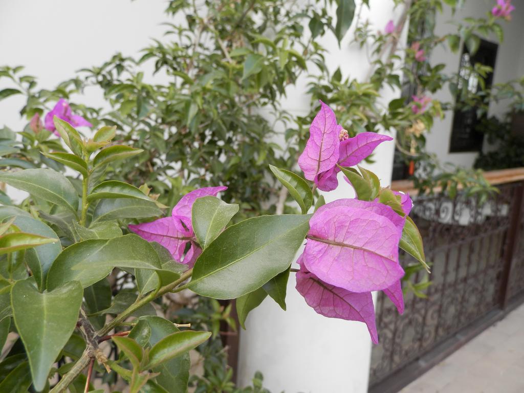 Riad Ailen 마라케시 외부 사진